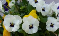 3 stuks! Bosviolen mix kleuren in een potje - Warentuin natuurlijk
