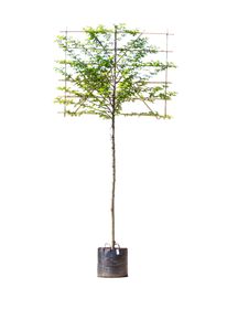 Zuil haagbeuk als leiboom Carpinus betulus Fastigiata h 270 cm st. omtrek 10 cm st. h 150 cm - Warentuin Natuurlijk