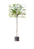 Zuil haagbeuk als leiboom Carpinus betulus Fastigiata h 270 cm st. omtrek 10 cm st. h 150 cm - Warentuin Natuurlijk - thumbnail