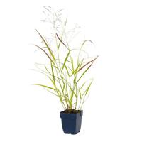 Panicum virg. Heavy Metal vaste plant Griffioen - Griffioen