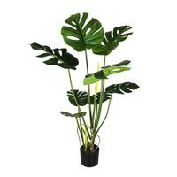 Monstera 110 cm - Buitengewoon de Boet