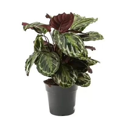 Kamerplant Calathea Medallion Ø27cm H±80cm