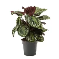 Kamerplant Calathea Medallion Ø27cm H±80cm