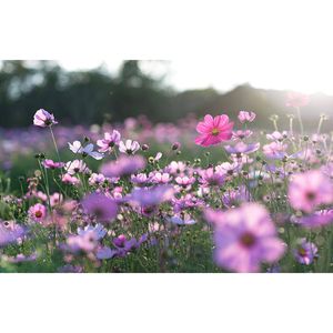 Inductiebeschermer - Cosmea Bloem - 59x51 cm