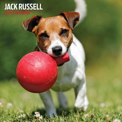 Jack Russell Terrier Kalender 2026