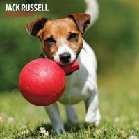Jack Russell Terrier Kalender 2026