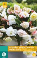 Begonias Cascade Odorosa White Blush Bloembol JUB 2 bollen - Jub