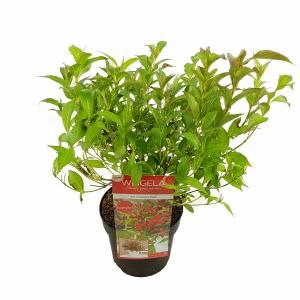 Weigela Florida struik All Summer Red - 3 stuks