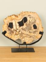 Schijf fossiel hout op standaard nr. 10