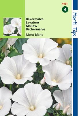 Lavatera Trimestris Mont Blanc - Hortitops