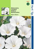 Lavatera Trimestris Mont Blanc - Hortitops