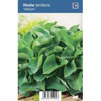 Hartlelie (hosta tardiana "Halcyon") schaduwplant - 12 stuks