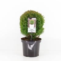 Thuja occidentalis teddy - Warentuin natuurlijk