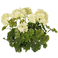 Kunstbloemen boeketje - Franse geranium - wit - UV bestendig - D30 cm x H39 cm