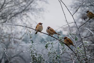 Tuinschilderij musjes winter 70x50 - Customize it