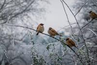 Tuinschilderij musjes winter 70x50 - Customize it