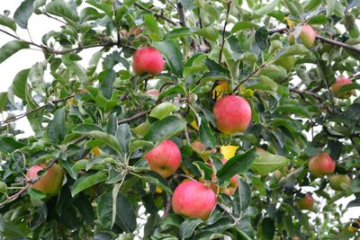 Leiappelboom &apos;Gala&apos;