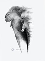 Karo-art Schilderij - Olifant op witte achtergrond, Grijs wit , 3 maten , Premium print - thumbnail