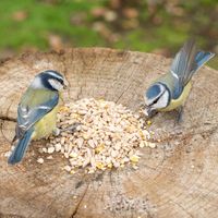 Hi-Energy Puur - Zadenmix voor vogels