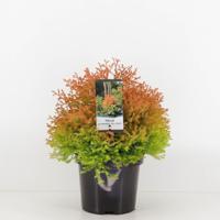Thuja occidentalis fire chief - Warentuin natuurlijk