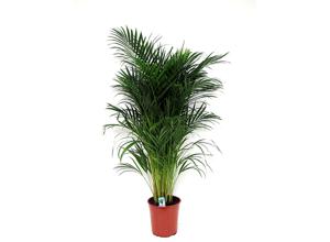 XL Areca Goudpalm - 90-100 cm