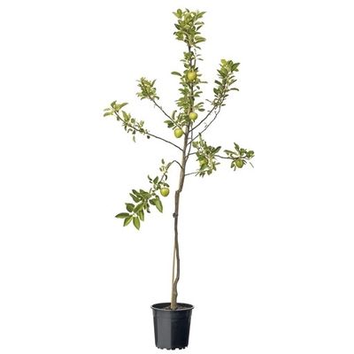 Malus Dom. Braeburn Laagstam fruitplant Fruithof - Fruithof