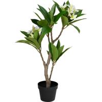 Kunstplant Plumeria 50x90 cm Wit/Groen