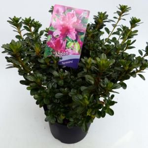Rododendron (Rhododendron Japonica "Kermesina") heester - 30-35 cm - 1 stuks