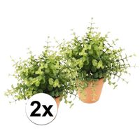 2x Kunstplant eucalyptus groen in terracotta pot 20 cm - thumbnail