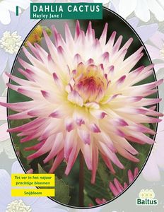 Zomer Bloembollen Dahlia Cactus Hayley Jane per 1 - Baltus