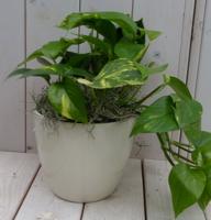 Epipremnum geelgroen creme pot 25 cm Warentuin Natuurlijk - Warentuin natuurlijk