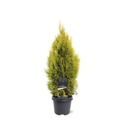 Thuja occidentalis Golden Smaragd pbr 60-80 cm Conifeer - Warentuin natuurlijk