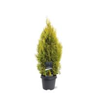 Thuja occidentalis Golden Smaragd pbr 60-80 cm Conifeer - Warentuin natuurlijk