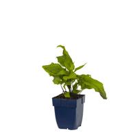 Aster divaricatus vaste plant Griffioen - Griffioen