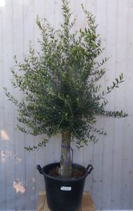 Olijfboom Olea 180 cm Dikke Stam - Warentuin Natuurlijk