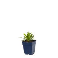 Armeria pseud. Ballerina White vaste plant Griffioen - Griffioen