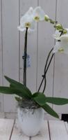 Vlinderorchidee wit in hoge witte pot 60 cm Warentuin Natuurlijk - Warentuin natuurlijk