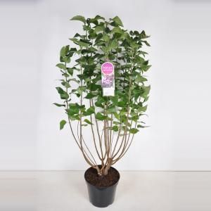 Sering (syringa vulgaris "Michel Buchner") - 90-120 cm - 1 stuks