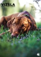 Vizsla A3 Kalender 2026