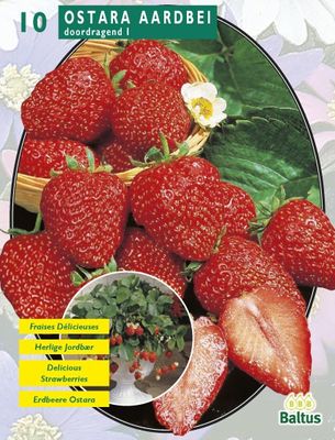 Zomer Bloembollen Aardbei Ostara per 5 - Baltus