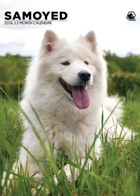 Samojeed A3 Kalender 2026