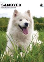 Samojeed A3 Kalender 2026