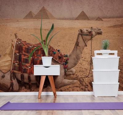Woestijn fotobehang Kameel voor een piramide