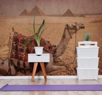 Woestijn fotobehang Kameel voor een piramide