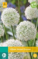 Allium Mount Everest, 1 bloembol - Jub
