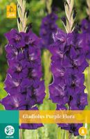 Gladiolus Purple Flora Bloembol JUB 10 bollen - Jub