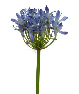 Agapanthus kunsttak Deluxe 60 cm lila