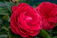 Camellia Rood