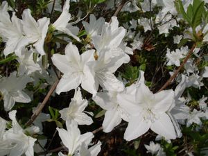 Rhododendron wit
