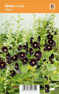 Vips Alcea rosea Nigra - Stokroos